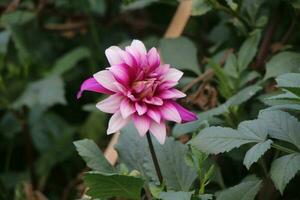 uma Maravilhoso flor jardim. a flores estão muito lindo. foto