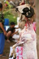 eid al-adha celebração. muçulmanos Socorro cada de outros dentro esfolar vacas e cabras foto