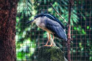 Preto coroado noite garça que tem a científico nome nycticorax nycticorax às a jardim zoológico dentro ragunan. foto