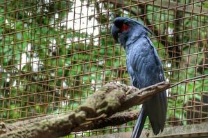 kakak tua rajá ou probosciger aterrimus ou a Palma cacatua, Além disso conhecido Como a Golias cacatua ou ótimo Preto cacatua, é uma ampla esfumaçado cinzento ou Preto papagaio do a cacatua família foto