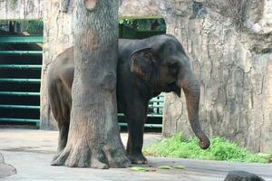 esta é a foto do elefante de sumatra elephas maximus sumatranus no parque de vida selvagem ou zoológico.