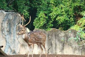 Rusa total com a científico nome eixo eixo às jardim zoológico dentro ragunan. foto