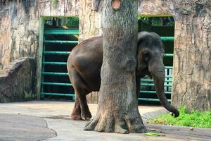 esta é a foto do elefante de sumatra elephas maximus sumatranus no parque de vida selvagem ou zoológico.