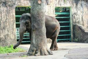 esta é a foto do elefante de sumatra elephas maximus sumatranus no parque de vida selvagem ou zoológico.