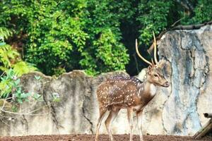 Rusa total com a científico nome eixo eixo às jardim zoológico dentro ragunan. foto