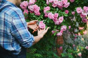 foco em mãos do uma jardineiro corte desbotado rosas enquanto cuidando a florescendo arbusto dentro a quintal do uma mansão. fechar-se foto