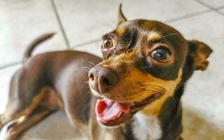 retrato de cachorro terrier de brinquedo russo parecendo adorável e fofo México. foto