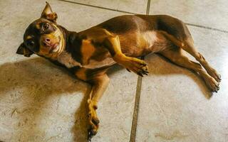 retrato de cachorro terrier de brinquedo russo parecendo adorável e fofo México. foto