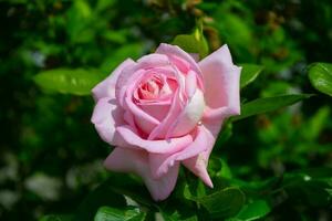 grande lindo Rosa rosa dentro a jardim. foto