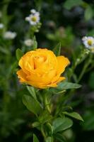 amarelo rosa dentro a jardim em uma verão dia. foto