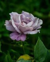 Rosa rosa dentro a jardim em uma verão dia. foto