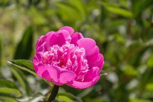 lindo Rosa peônia dentro a jardim dentro a flor cama. foto