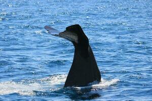 esperma baleia dentro Novo zelândia foto