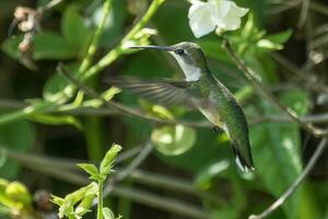 beija-flor-de-garganta-rubi foto