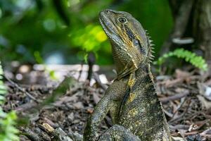 água Dragão dentro Austrália foto