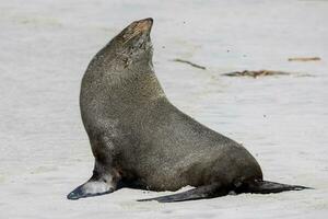 nova zelândia peles de foca foto