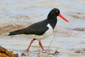 malhado Ostraceiro dentro Austrália foto