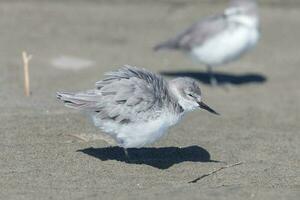 wrybill endêmico para Novo zelândia foto