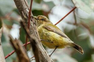 weebill o menor australiano pássaro foto