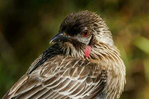 vermelho wattlebird dentro Austrália foto