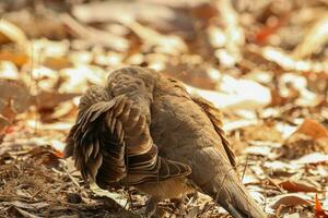 invasor Pombo dentro Austrália foto