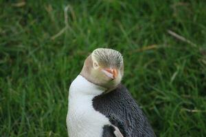 pinguim de olhos amarelos na nova zelândia foto