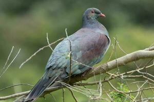 kereru Novo zelândia Pombo foto