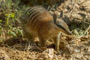 numbat dentro Austrália foto