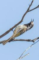 fronte branca honeyeater dentro Austrália foto