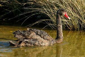 Preto cisne dentro australasia foto