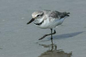 wrybill endêmico para Novo zelândia foto