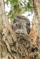 Pardo Frogmouth dentro Austrália foto