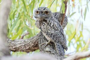 Pardo Frogmouth dentro Austrália foto