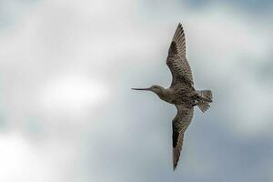 cauda de barra godwit dentro australasia foto