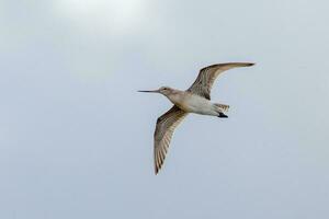 cauda de barra godwit dentro australasia foto