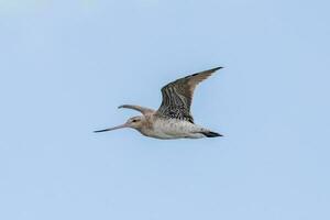 cauda de barra godwit dentro australasia foto