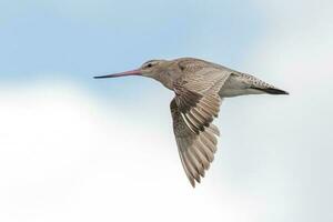 cauda de barra godwit dentro australasia foto