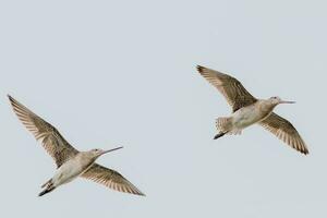 cauda de barra godwit dentro australasia foto