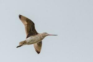 cauda de barra godwit dentro australasia foto