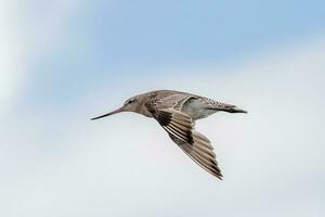 cauda de barra godwit dentro australasia foto