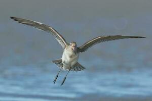 cauda de barra godwit dentro australasia foto