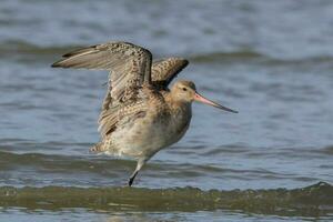 cauda de barra godwit dentro australasia foto