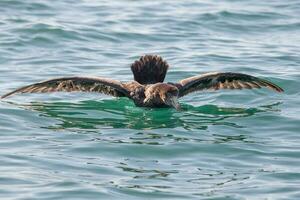 norte gigante petrel foto