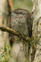 Pardo Frogmouth dentro Austrália foto