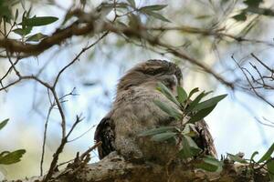 Pardo Frogmouth dentro Austrália foto