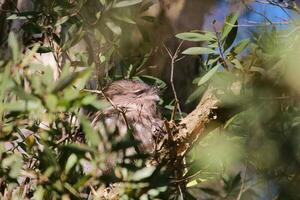 Pardo Frogmouth dentro Austrália foto