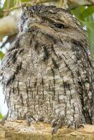 Pardo Frogmouth dentro Austrália foto