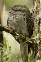 Pardo Frogmouth dentro Austrália foto