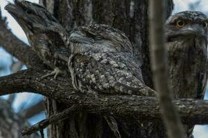 Pardo Frogmouth dentro Austrália foto