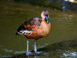 vagando assobio Pato foto